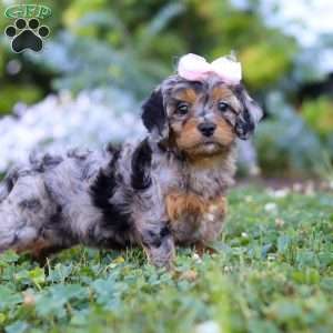 Bailey, Cavapoo Puppy